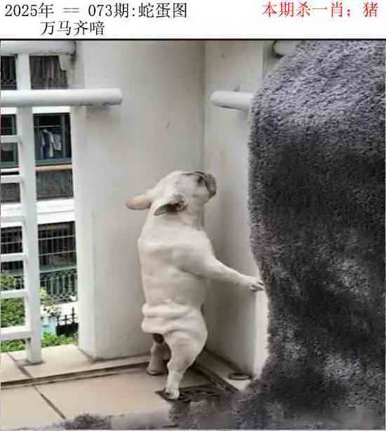 正版蛇蛋图