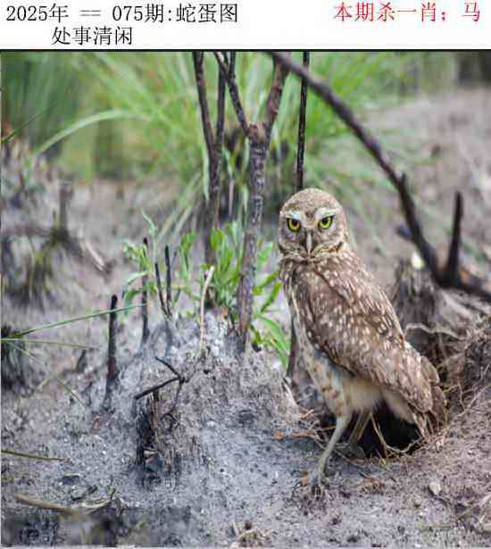 正版蛇蛋图