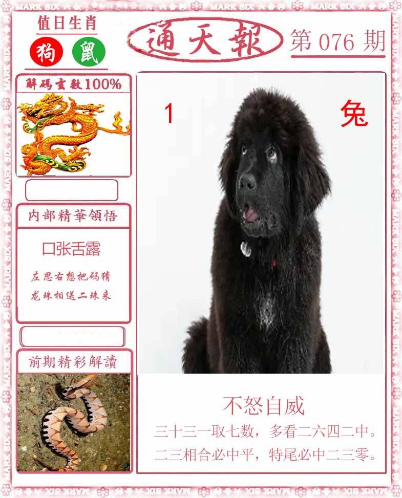 正版通天报